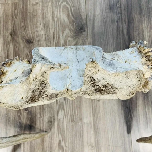 Naturally Shed Wild Moose Antler (Horn, Knife, Carving, Chew, Taxidermy) Full - Picture 13 of 16